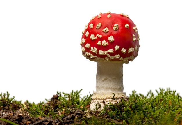 Amanita muscaria o seta Amanita, Amanita muscaria, ión blanco aislado