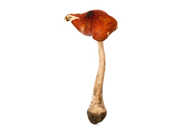 Amanita Muscaria-Pilz isoliert