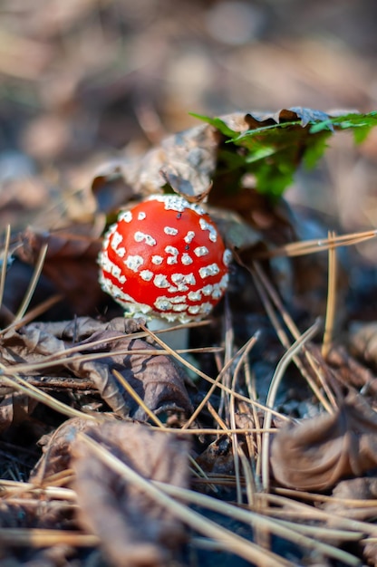 Amanita muscaria Pilz Naturhintergrund