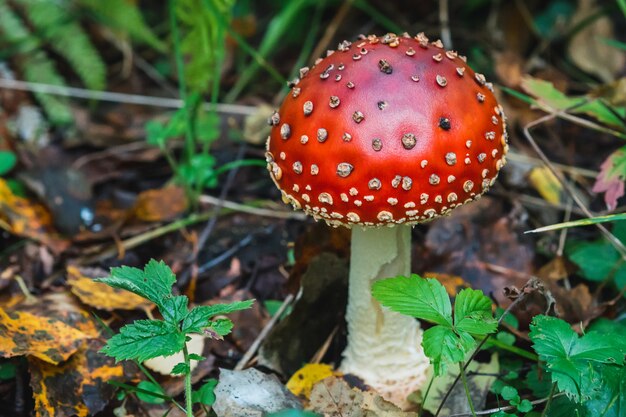 Amanita muscaria roja en el bosque de otoño