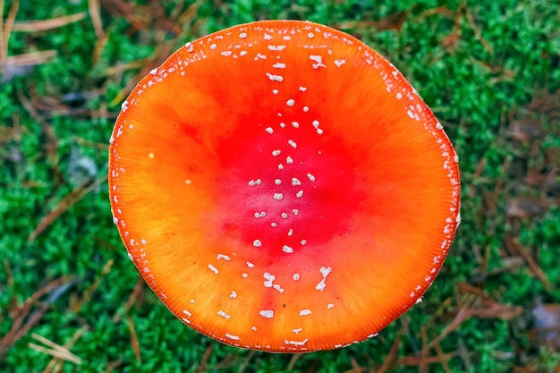 Amanita Muscaria. Roter giftiger Fliegen-Agaric-Pilz im Wald