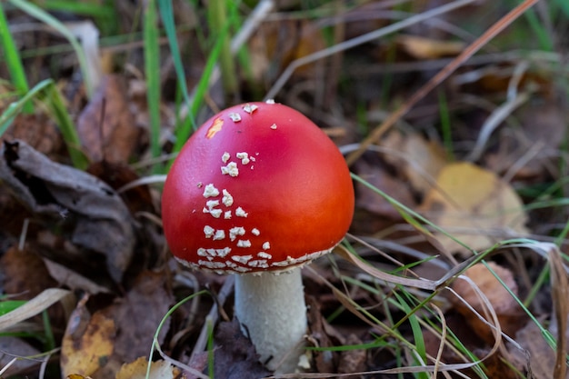 Amanita muscaria, seta roja en el bosque en septiembre