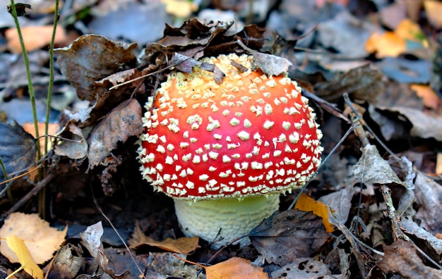 Amanita muscaria setas en un ambiente de bosque natural, fondo de otoño.