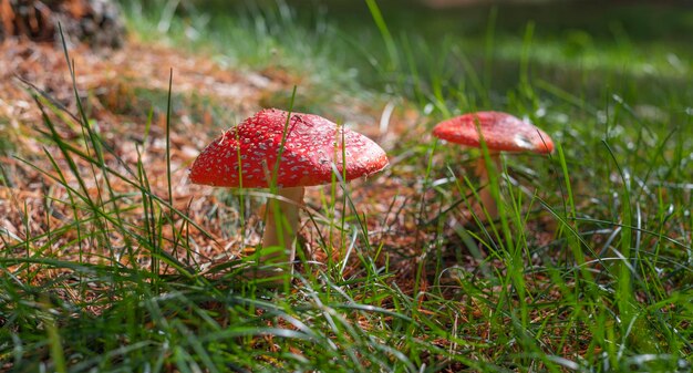 Foto amanita muscaria