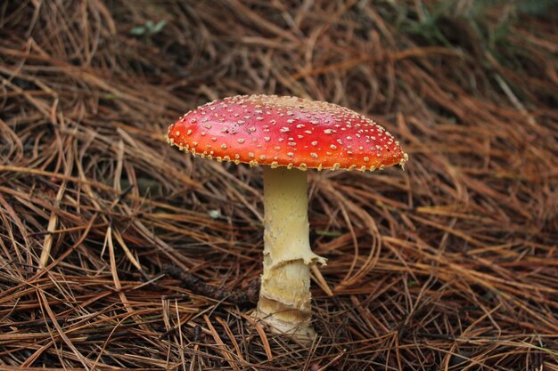 Amanita Muscaria