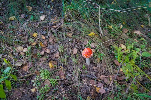 Amanita na floresta