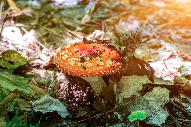 Amanita en otoño bosque en rayos de sol