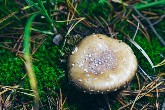 Foto amanita pantherina conhecida como o chapéu da pantera falso rubor e pantera amanita