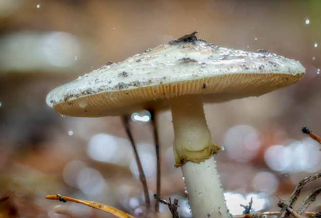 Amanita Phalloides Pilz, giftiges Subjekt im wilden Berg nah oben an einem regnerischen Tag