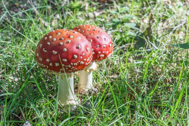 Amanita-Pilz, Fliegenpilz (Amanita Muscaria)