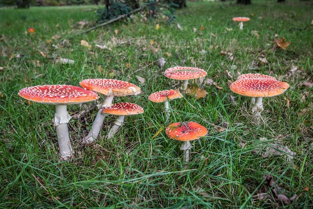 Amanita-Pilz, Fliegenpilz (Amanita Muscaria)