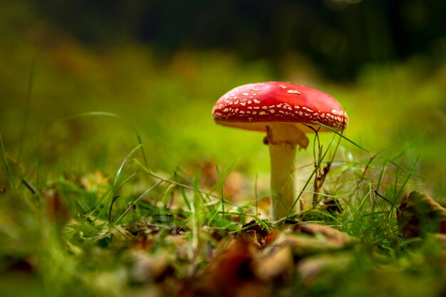 Amanita-Pilz