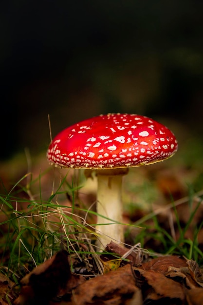 Amanita-Pilz