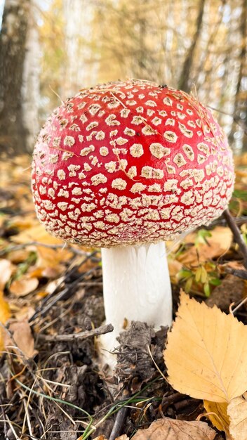 Amanita-Pilze im Wald auf dem Hintergrund des Herbstwaldes