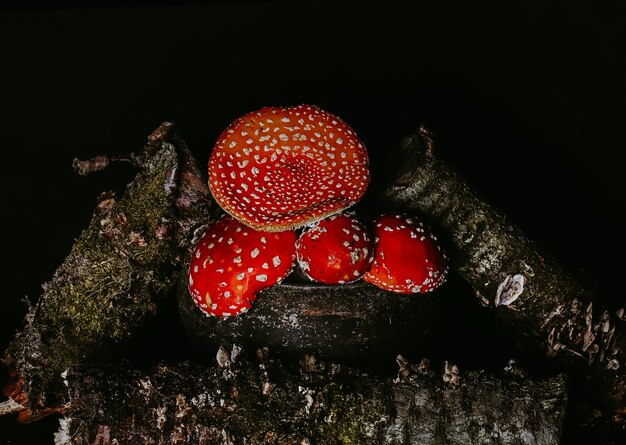 Amanita-Pilze in einem Topf zwischen Baumstämmen mit Moos auf einem dunklen düsteren Hintergrund Halloween-Konzepthexe ...