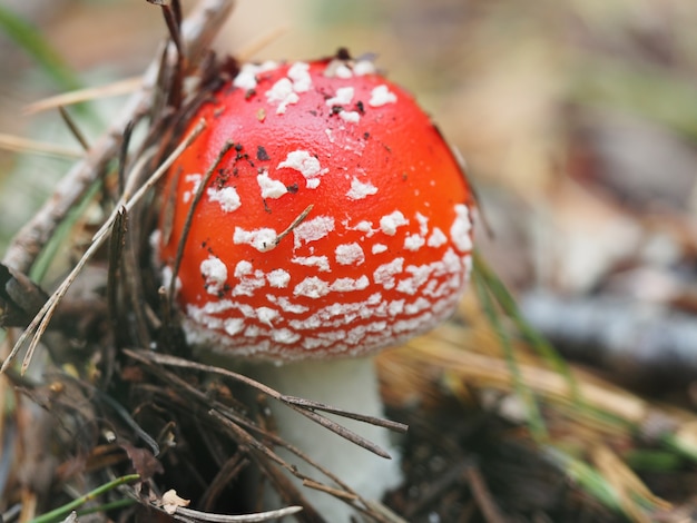 Amanita roja, agárico de mosca en un entorno natural