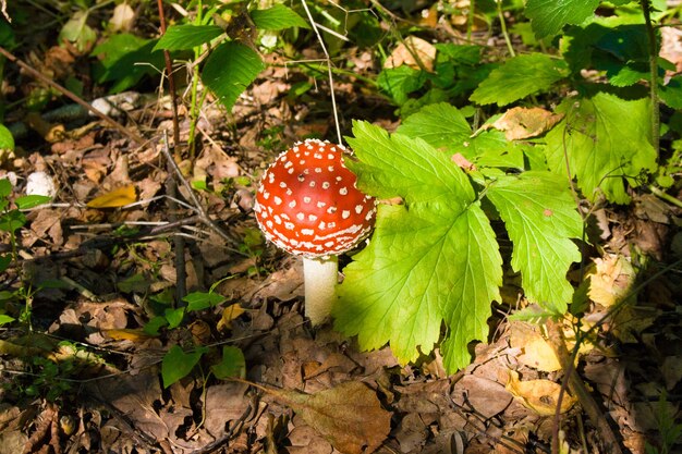 Amanita seta creciente roja joven bajo una hoja verde en un bosque otoñal en la luz del sol. Amanita muscaria.