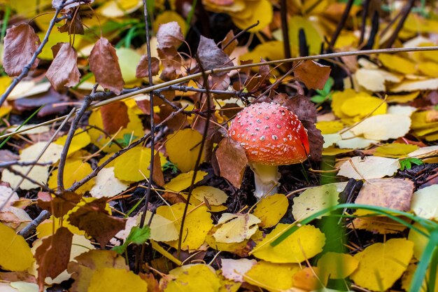 Amanita con sombrero rojo entre follaje otoñal y ramas en el bosque Enfoque selectivo El fondo es borroso