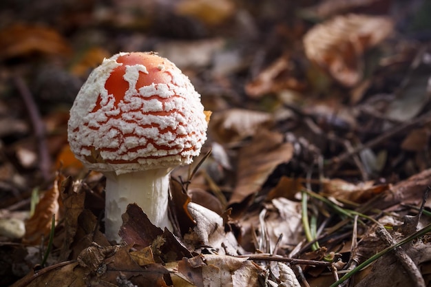 amanita