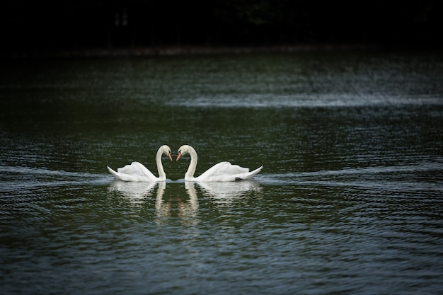 Amante de los cisnes