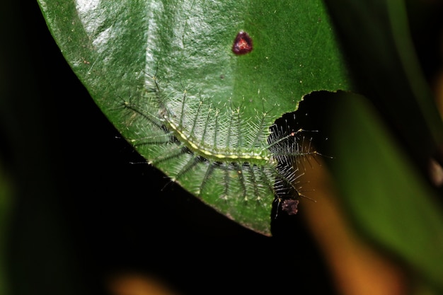 Foto amante de la hoja