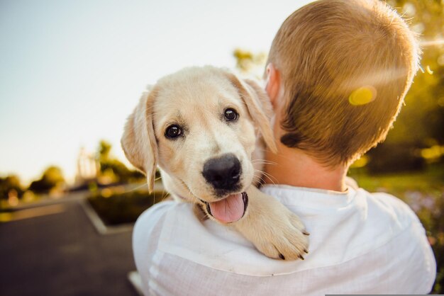Amantes de cães