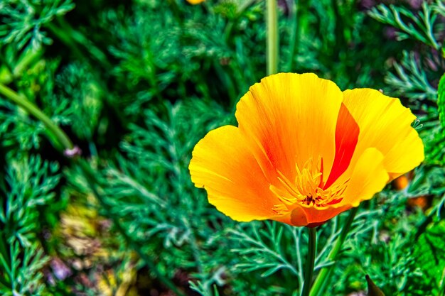 Amapola amarilla detrás del muro de piedra después de una lluvia ligera