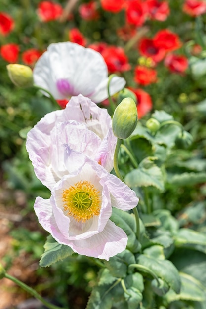 Amapola blanca en el campo de cerca con cogollos en un día de verano