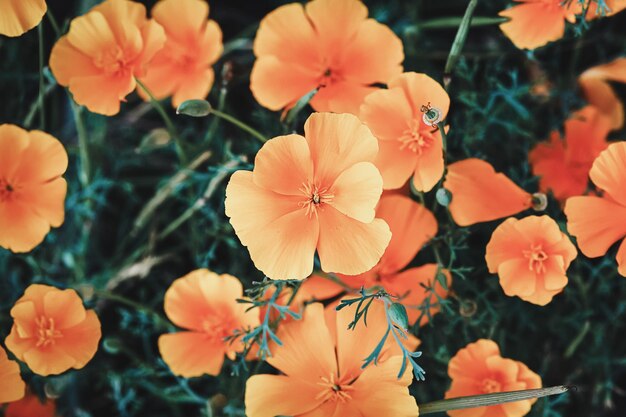 Amapola californiana Eschscholzia californica flores naranjas vista aérea Moody flor fondos