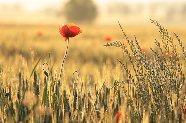 Amapola en el campo al amanecer.