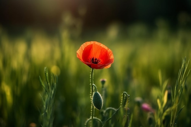 Una amapola en un campo con un fondo verde