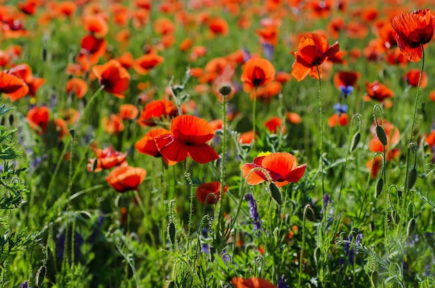 Amapola en un campo