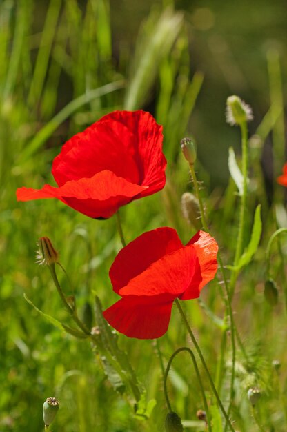 Amapola en un campo