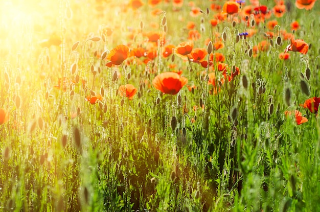 Amapola en un campo