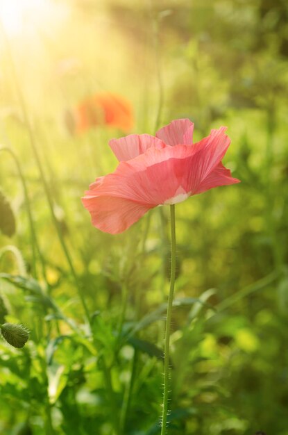 Amapola en un campo