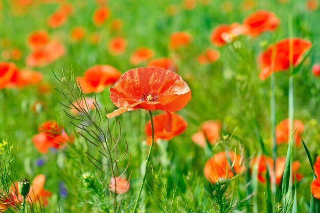 Amapola en un campo