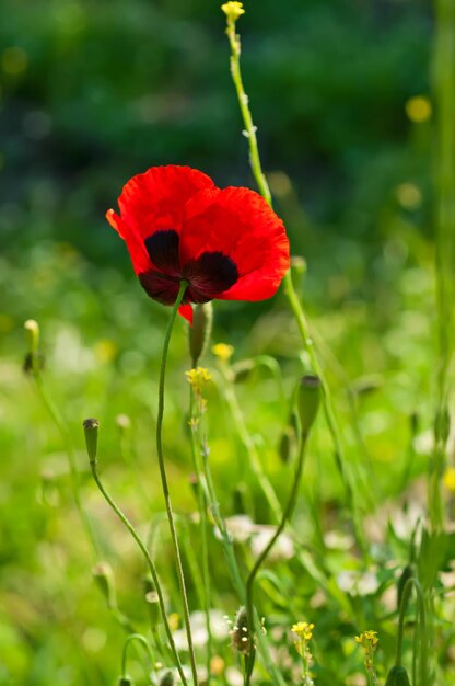 Amapola en un campo