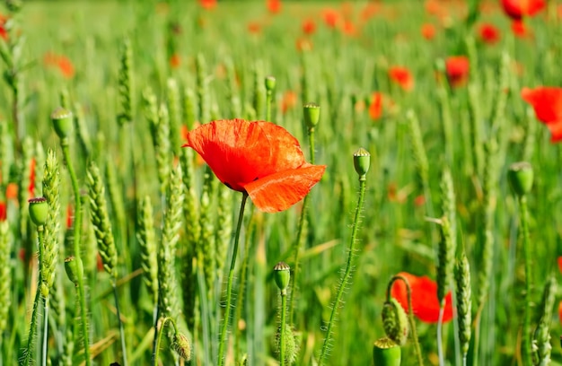 Amapola en un campo