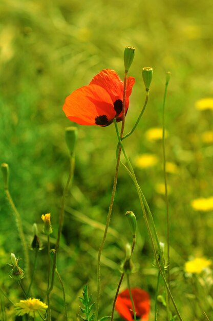 Amapola en un campo