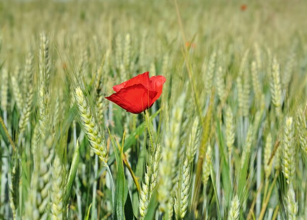 Amapola y cebada