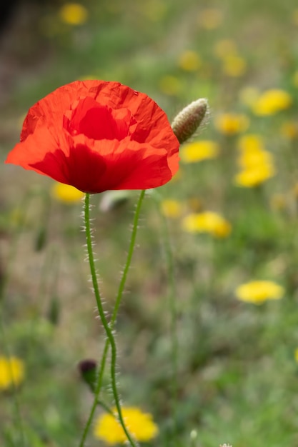 Amapola floreciendo en verano en East Grinstead