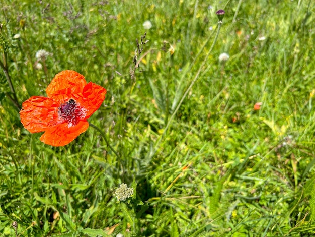 Amapola floreciente en una hierba verde