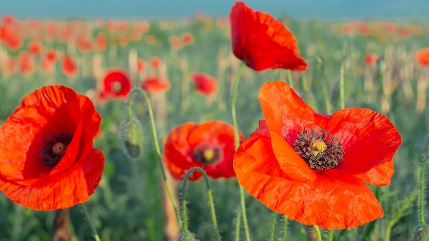 Amapola de flores silvestres, contra el cielo azul