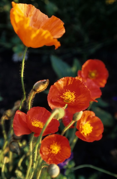 Amapola de maíz de Malta MLT