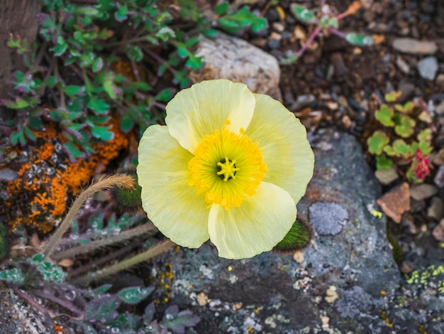 Amapola de montaña amarilla, vista superior. De cerca.