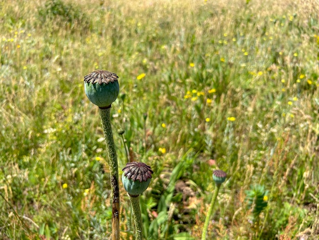 Amapola de opio en un campo