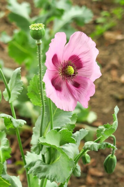 la amapola púrpura pálida crece en un concepto de cultivo de amapola en la cama del jardín