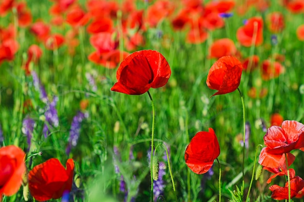 Amapola roja en un campo de hierba verde fondo floral natural