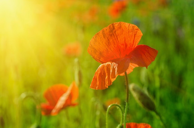 Amapola roja en un campo de hierba verde con luz solar