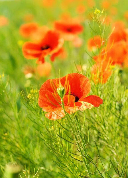 Amapola roja en un campo de hierba verde